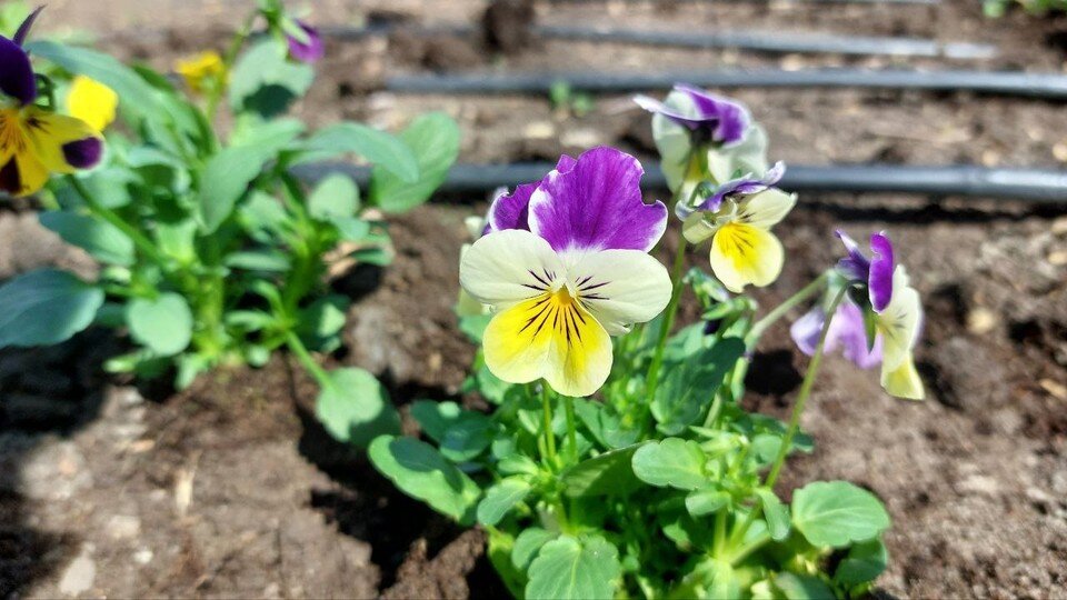    Фото: пресс-служба администрации Симферополя