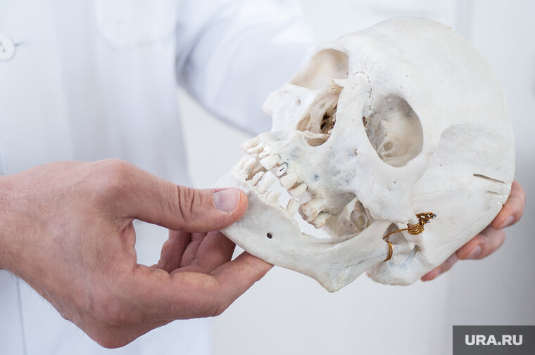    В логистическом центре обнаружена посылка с черепом внутри