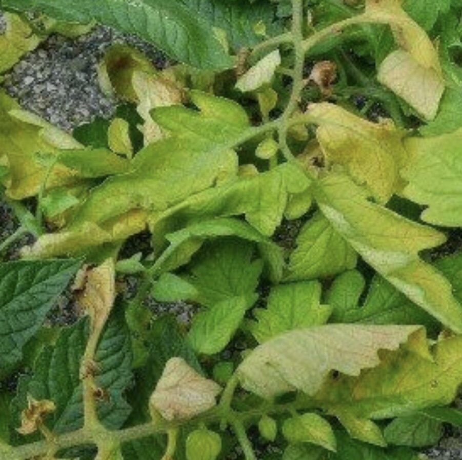 Фото из открытых источников. Дефицит азота