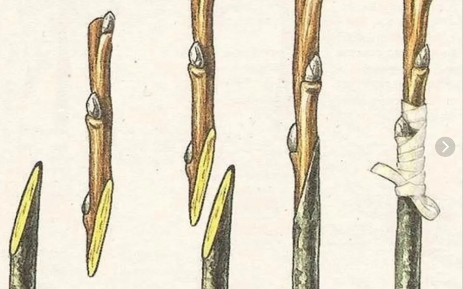 При копулировке подвой и привой должны совпасть по толщине