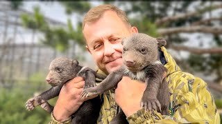 Это просто НЕМЫСЛИМАЯ МИЛОТА! Олег Зубков и новорожденные медвежата собрали журналистов!