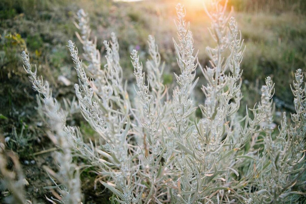 Полынь.
https://vsegda-pomnim.com/uploads/posts/2022-04/1650608529_22-vsegda-pomnim-com-p-kak-tsvetet-polin-foto-23.jpg