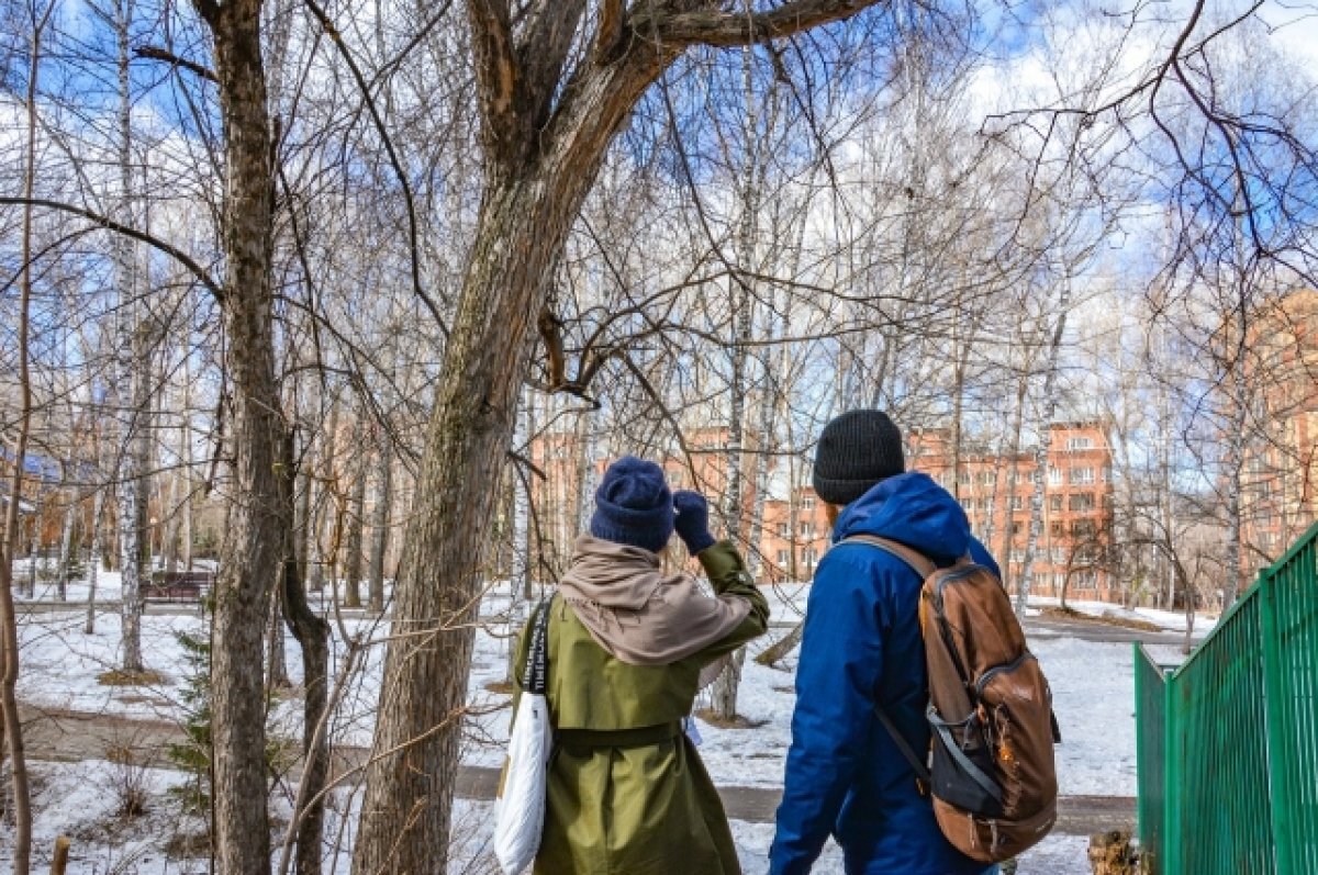    В томском Буфф-саду снесут аварийные и сухие деревья