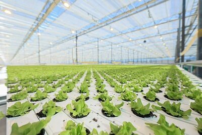    Тепличный комплекс «Подмосковье © Пресс-служба Министерства жилищной политики Московской области