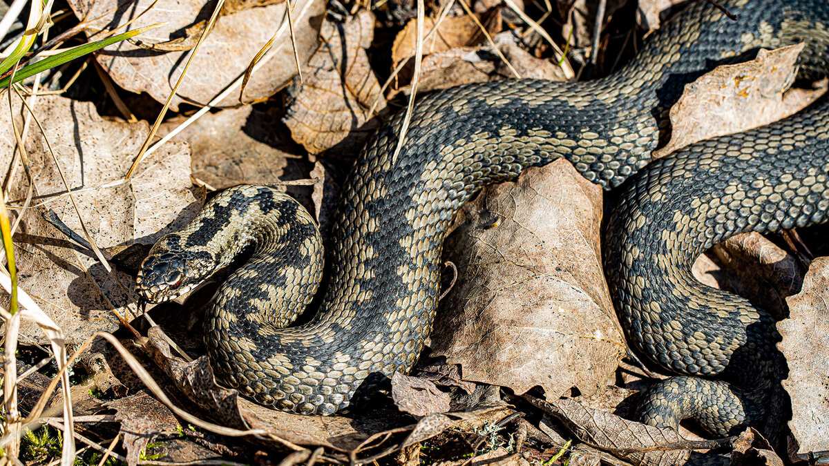 Весной гадюк можно встретить даже в черте города: эта змея была сфотографирована в Юнтоловском заказнике на севере Питера. Фото Антон Кубышкин/VK
