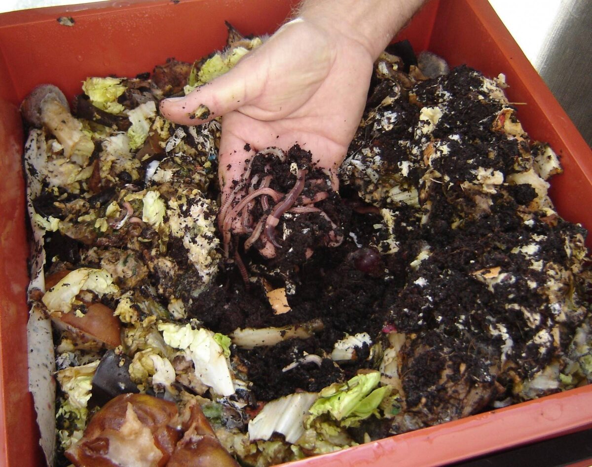 Фото с сайта: https://klev26.ru