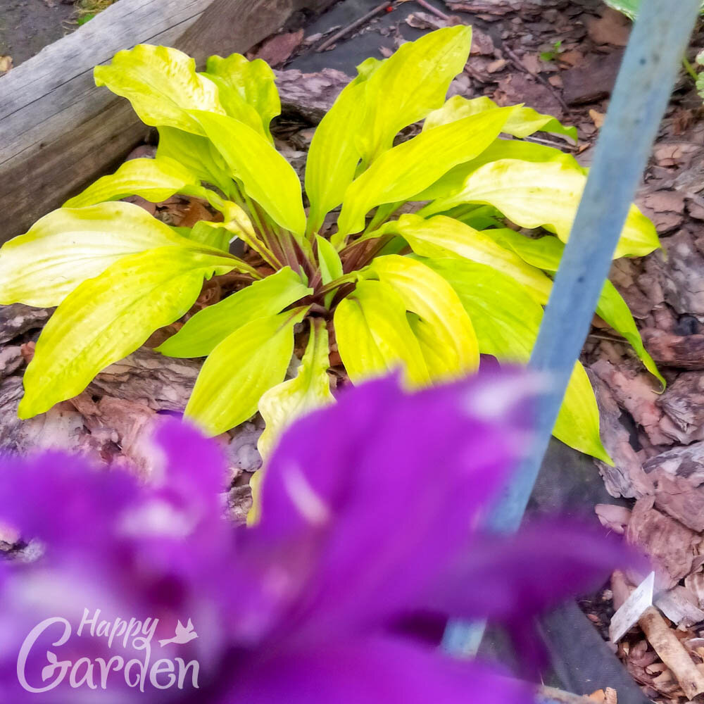 Ярко-жёлтые хосты - новинки, которые удивили в первый год посадки! | Happy  Garden | Дзен