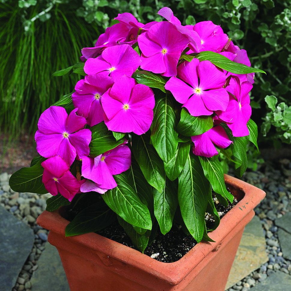 Катарантус Кураж