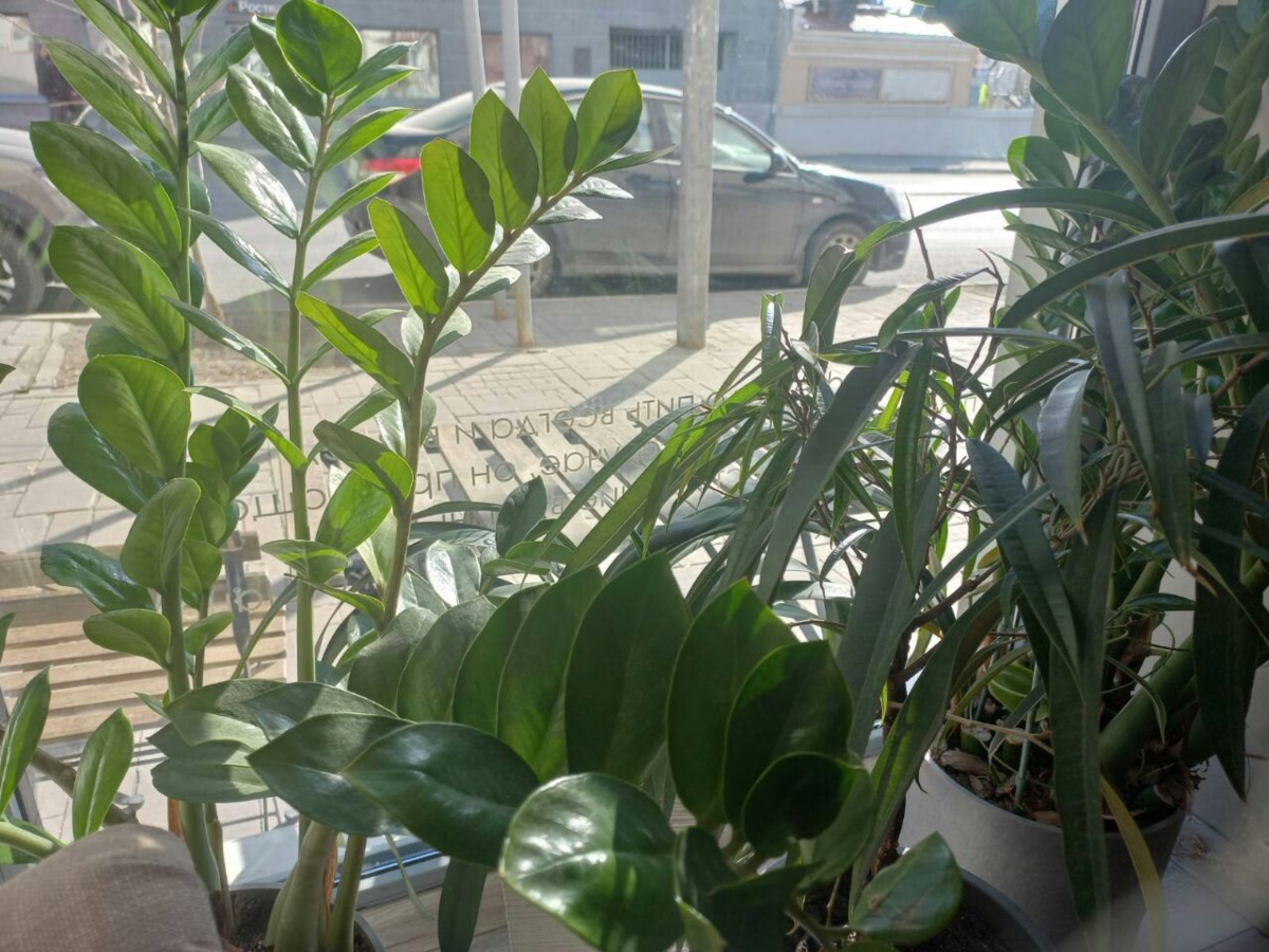 Фото автора.