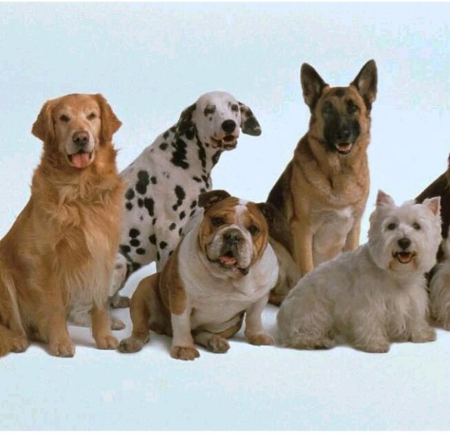 Фото из интернета.