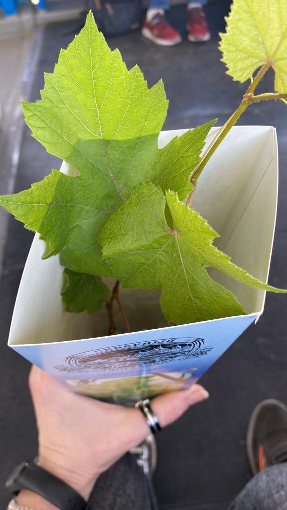 вот как раз и виноградик