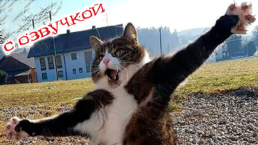 ПРИКОЛЫ С КОТАМИ! СМЕШНЫЕ ЖИВОТНЫЕ ДО СЛЁЗ! УГАРНАЯ ОЗВУЧКА!