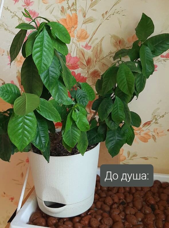 Гардения до тёплого душа