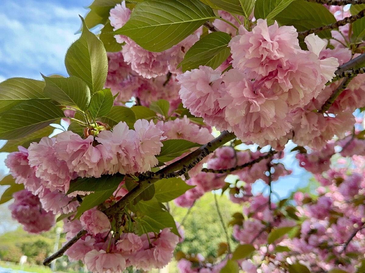 Самая красивая сакура