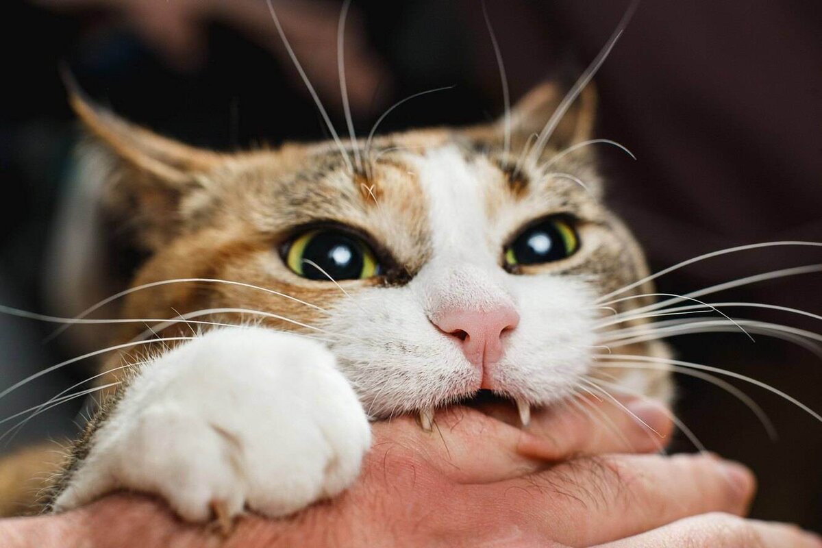 К чему снится что вцепилась кошка. Кусачий кот. Кошка кусает. Котик кусает руку. Котов которые кусаются.