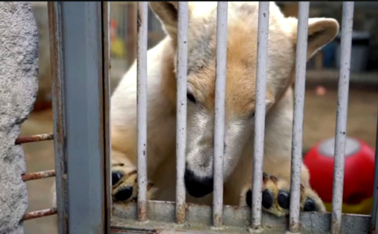 Фото: Московский зоопарк