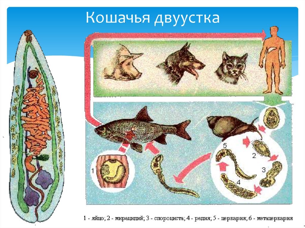 А это бесконечный цикл заражения