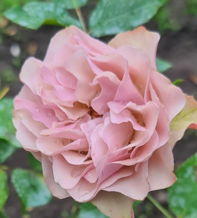 Бурбон Стрит