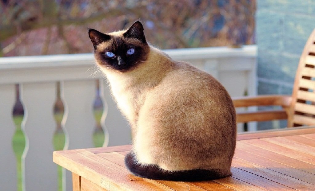      Сиамская кошка.