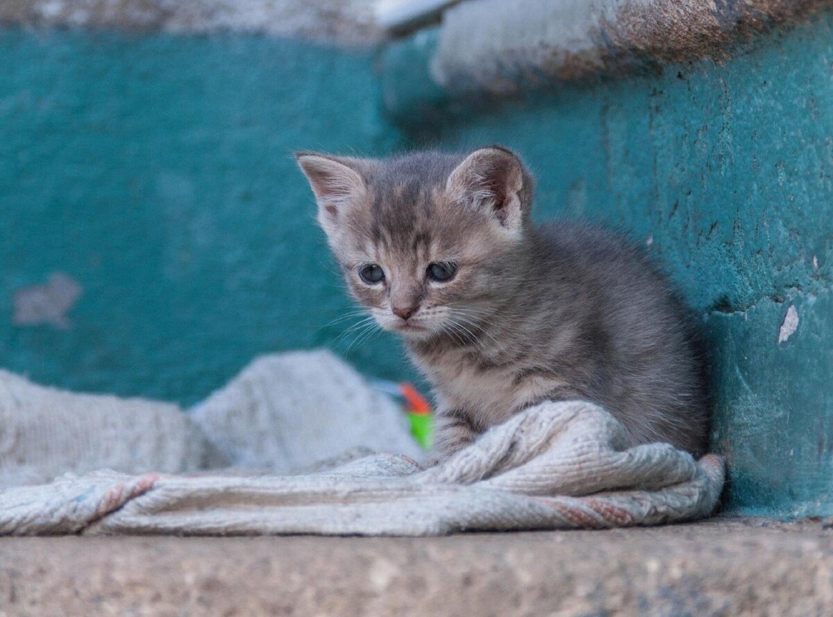 Пять причин, по которым стоит взять котенка из приюта для животных или с  улицы | ЛапУшки | Дзен