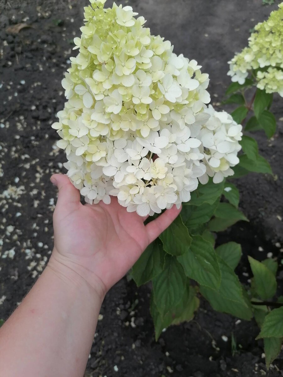 Гортензия метельчатая Ванилла Фрейз