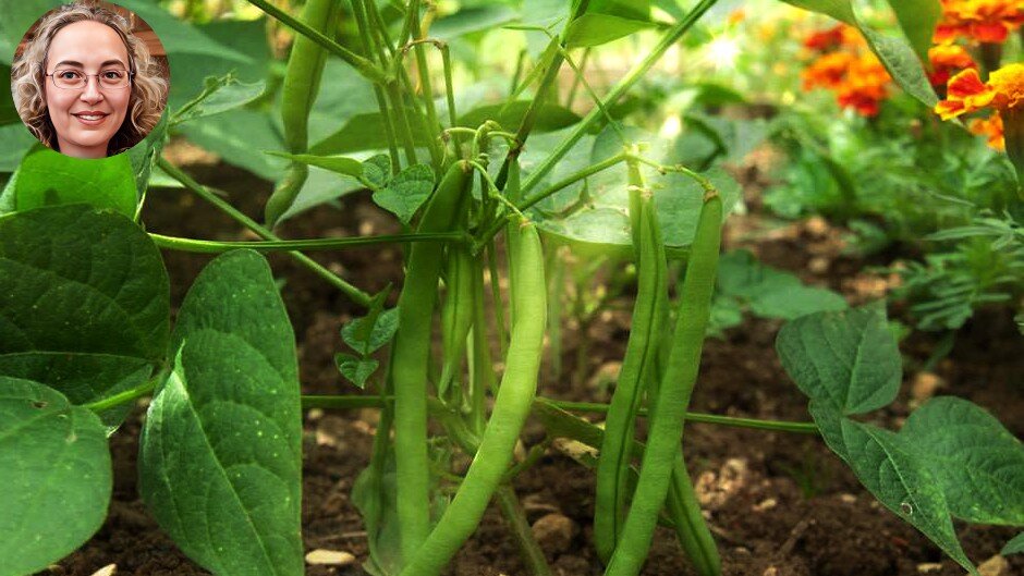 Фасоль стручковая.