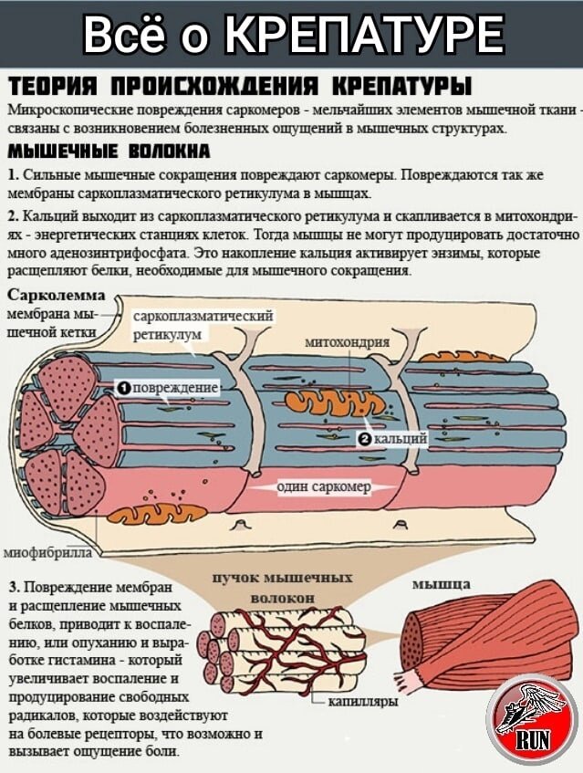 Крепатура мышц - это неизбежный процесс после тренировки, особенно если вы начинающий спортсмен или вносите изменения в свою программу тренировок. Она проявляется в виде болевых ощущений и жжения в мышцах, что может снижать вашу продуктивность в следующих тренировках. К счастью, есть несколько способов быстро справиться с крепатурой.

Первым шагом для избавления от крепатуры мышц является растяжка. Растяжка помогает увеличить кровоток в мышцах и уменьшить напряжение. Сосредоточьтесь на разминке тех мышц, которые больше всего претерпели во время тренировки. Выполните простейшие упражнения, связанные с растяжкой мышц, например, приседания, отжимания или простые упражнения на ноги. Продолжайте растягиваться несколько раз в течение дня для уменьшения боли в мышцах.

Следующим шагом может быть легкое кардио в течение нескольких минут, такое как бег или ходьба на ленте. Делая это, вы увеличиваете кровоток и нагнетаете энергию, которая будет отвечать за восстановление мышечных тканей в течение дня. Не забывайте, что кардио не должно быть интенсивным, особенно если вы испытываете боль в мышцах. Будьте осторожны и постепенно наращивайте нагрузку.

Массаж также может помочь в борьбе с крепатурой мышц. Вы можете заказать профессиональный массаж в спортивном центре, но вы также можете выполнить массаж сами в домашних условиях. Прежде чем начать, нанесите на руки масло для массажа или обычный крем для тела. Медленно и круговыми движениями массируйте мышцы, которые вызвали крепатуру. Конечно, это может занять несколько времени, но массаж улучшает кровоток, заряжает вас положительной энергией, уменьшает накопление молочной кислоты в мышцах и может снизить болезненность.

Также стоит обратить внимание на питание. Убедитесь, что у вас достаточно белков в рационе. Он помогает мышцам восстановиться и расти. Взбейте смузи с бананами, ягодами и протеином, добавьте в рацион мясо, творог, яйца, рыба, тех продуктов, которые содержат макронутриенты – белки, жиры, углеводы.

Идеального успеха в лечении крепатуры мышц не существует, но с помощью приведенных выше методов вы можете ощутимо снизить неудобства и наладить нормальный режим тренировок.Не бойтесь тренироваться, просто старайтесь не перегружать свой организм!