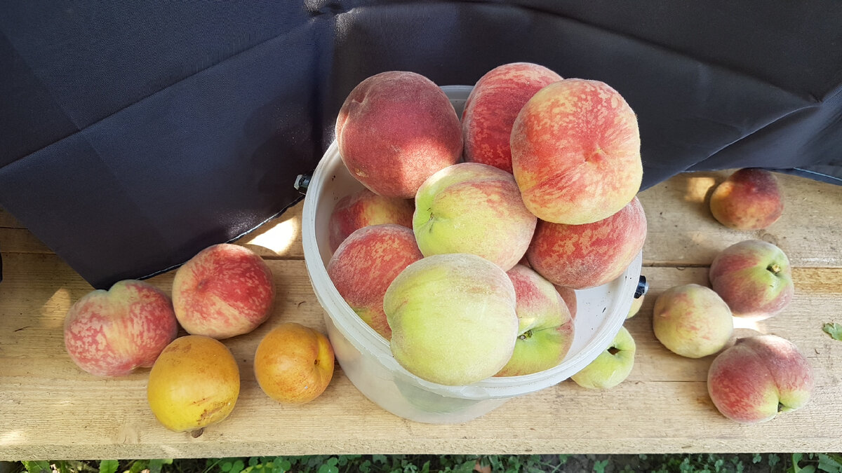 Вот такие у нас были персики и абрикосы 😊