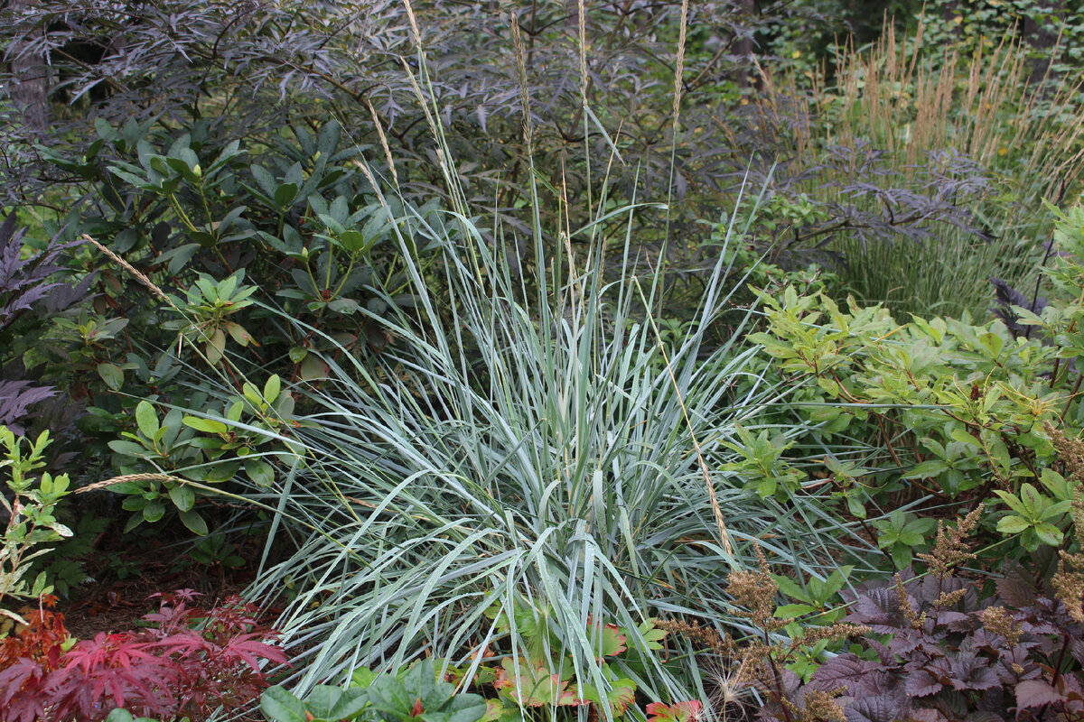 август в нашем саду