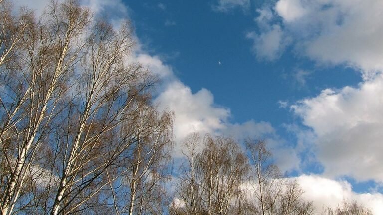    В Оренбуржье в ближайшие сутки ожидается усиление ветра Кристина Просвиркина