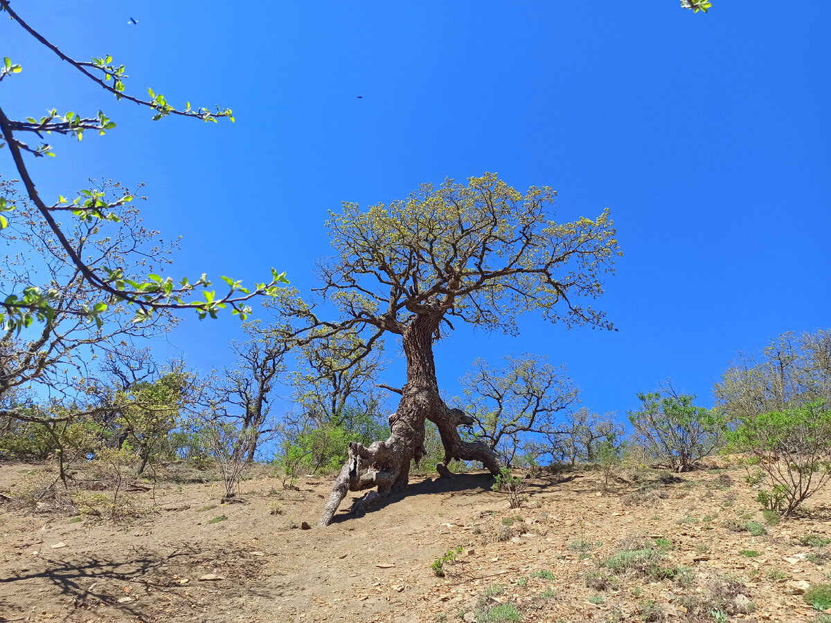 Дуб пушистый. Природный заказник «Новый Свет». Фото: Т. Зорова