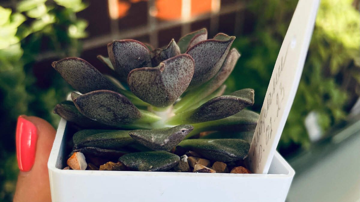 Эхиверия Морани. Вытянулась без подсветки буквально за три дня.