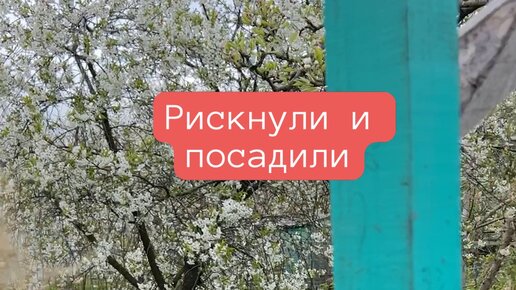 огородами | Как мы рискнули и высадили рассаду на грядке. Не в теплице ...