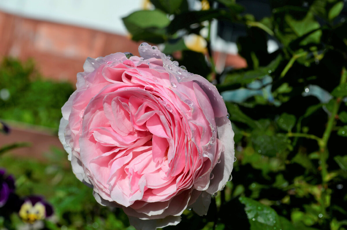 Роза Вильям Шекспир: особенности и характеристика сорта, правила посадки, выращивания и ухода, отзывы