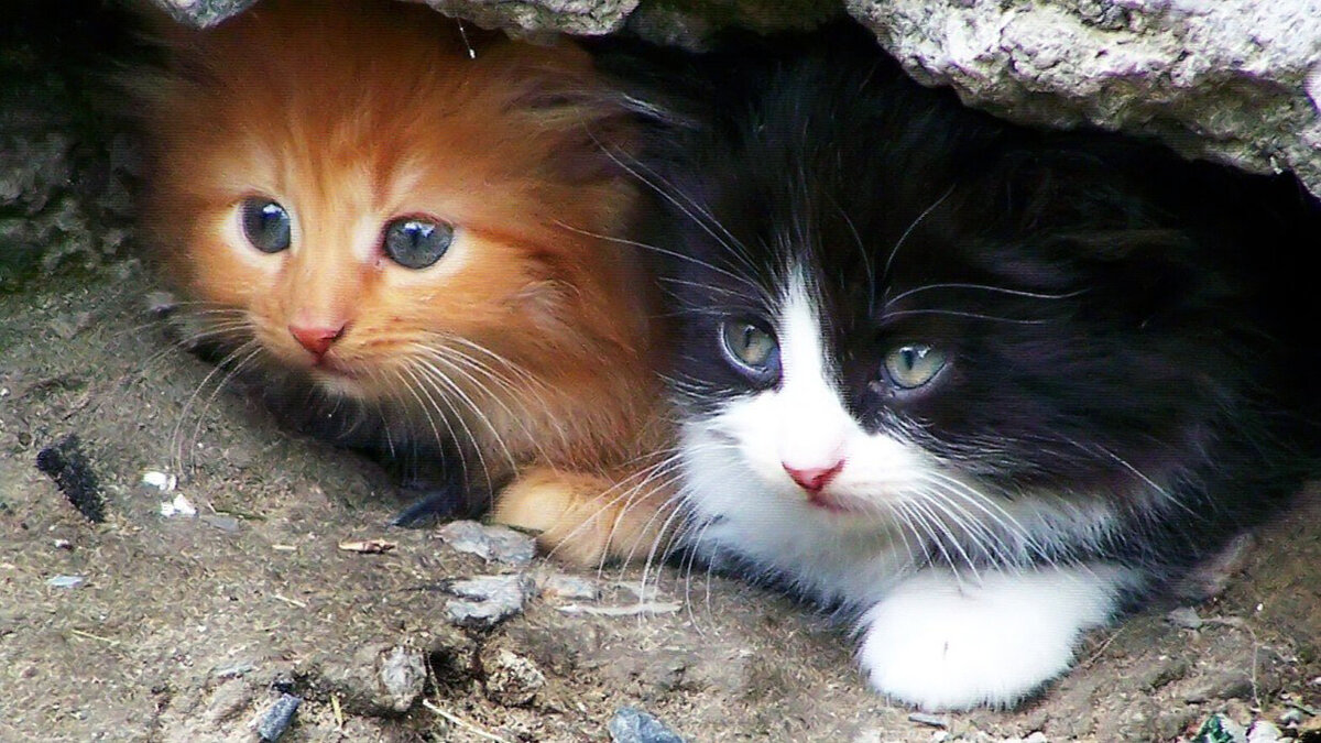 источник фото: pulse.imgsmail.ru