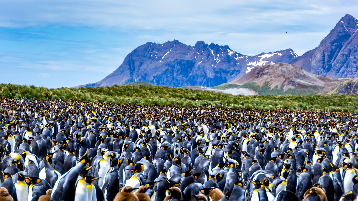 Колония королевских пингвинов, Антарктика / Татьяна Доценко, shutterstock
