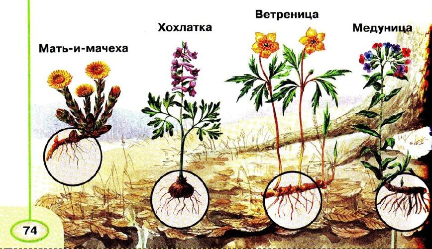 Какие изменения происходят весной в жизни растений