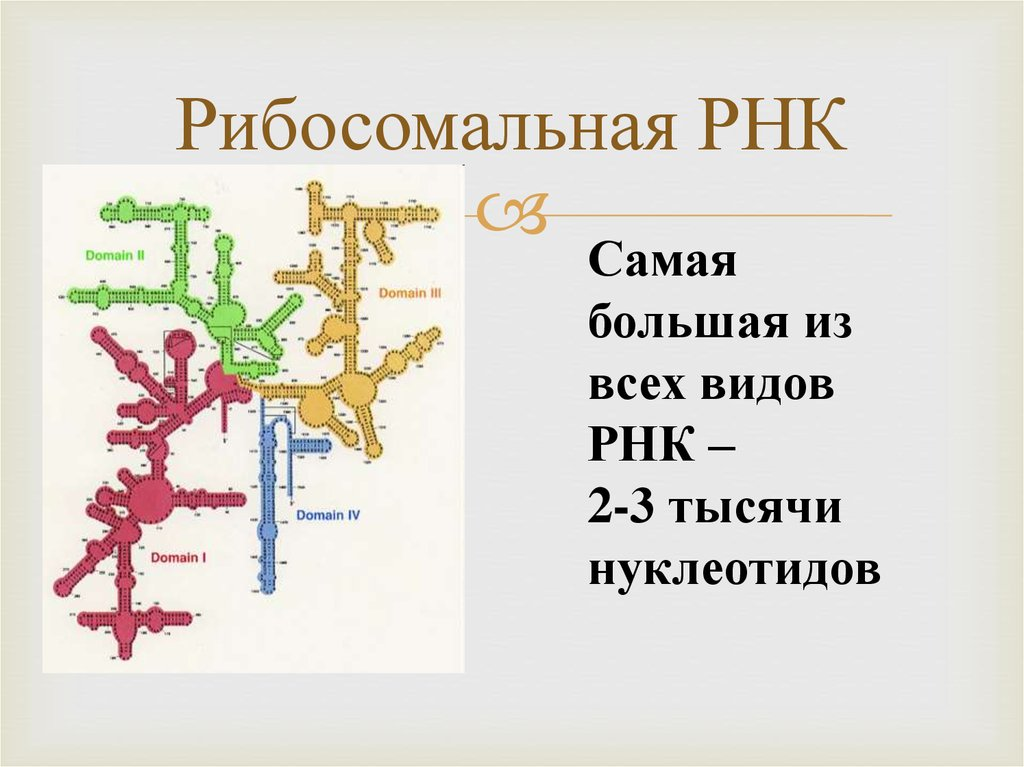 схема рнк. схема рнк. схема рнк. схема рнк. вторичная структура молекулы трнк.