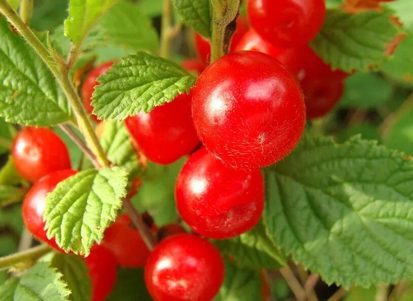 вишня войлочная Царевна. Фото из интернета