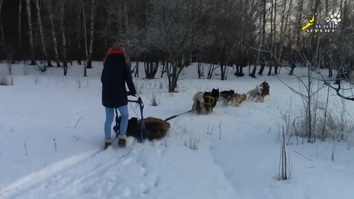 Живодёры, или как разводятся лохи