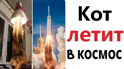 ПРИКОЛЫ! КОТ ЛЕТИТ В КОСМОС - МЕМЫ!!! Смешные видео – Доми шоу!