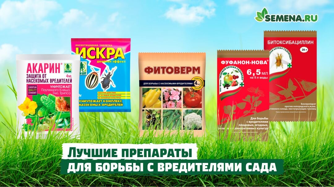 Обработка сада. Обработка дерева. Опрыскивание деревьев. Чем обработать сад весной. Схема обработки сада с весны до осени.