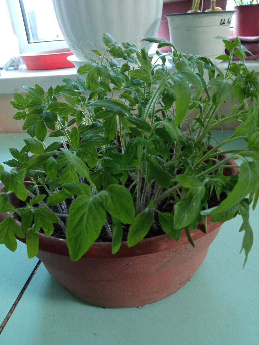 Рассада томатов. Начало закаливания перед пикировкой в грядки. Фото автора.