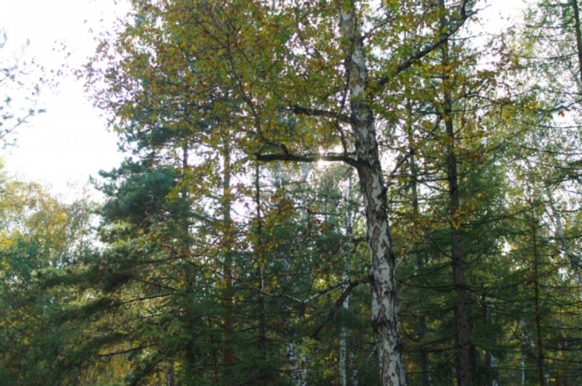    Россияне смогут узнавать о запретах на посещение лесов через «Госуслуги»