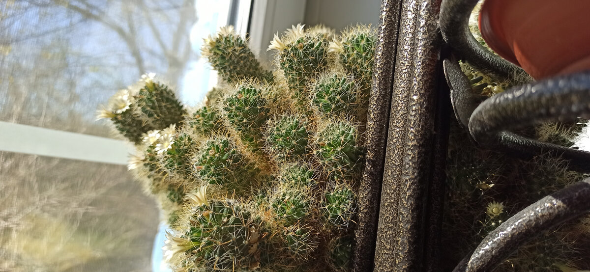 Цветет мамиллярия.