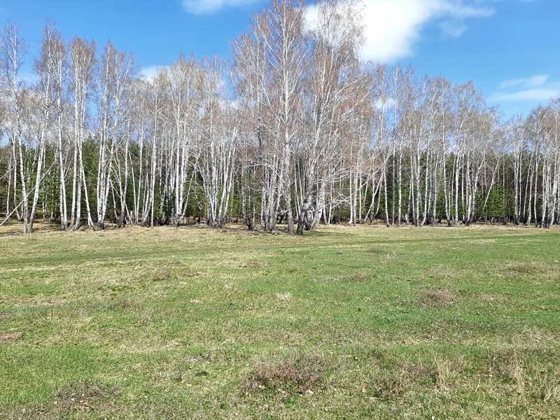 Полянка в глухом лесу, так и просится, чтобы на то, чтобы на ней расположилась отдыхающая от городской суеты орда любителей шашлыков на свежем воздухе