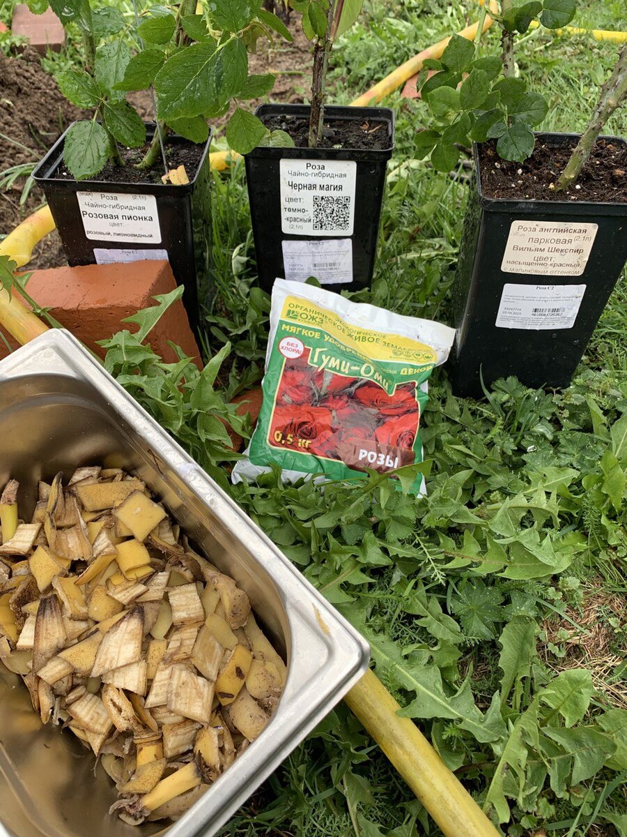 Новые саженцы роз 