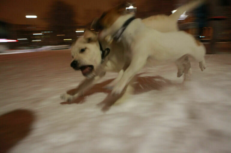   Тимур Ханов/ПГ