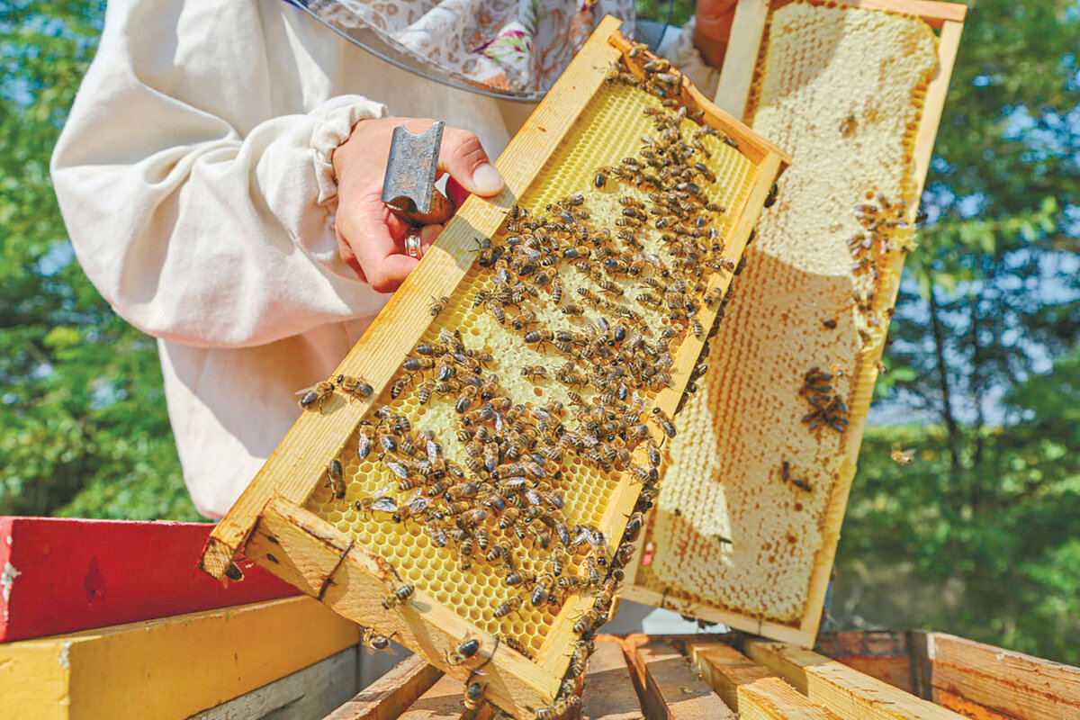 Пчеловод. Апитерапия. Добрая пчела. Добрые пчелы деревня.