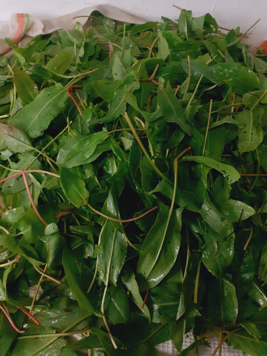 Щавель предварительно нужно помыть и обсушить